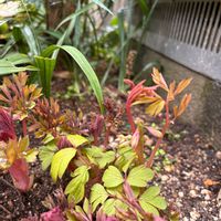 タイツリソウ,ビオラ,ハナカイドウ,番外編　洲原神社,今朝の庭の画像