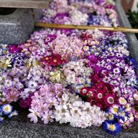 ウメ,サイネリア,シネラリア,おでかけ先の画像