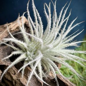 テクトラム,黒爪ザラゴーサ,エケベリア 桃太郎,ビカクシダ ネザーランド,多肉植物の画像