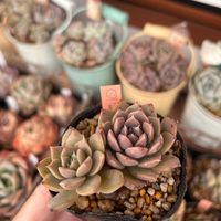 多肉,エケベリア,多肉植物,葉挿し,エケベリア属の画像