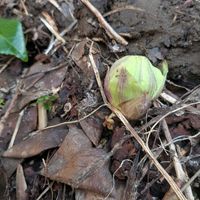 山椒,山椒,蕗の薹,ゆりの木,保護した鴨の雛の画像