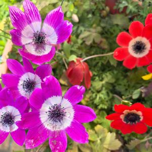 キッチン,和室,バルコニー/ベランダ,小さな庭,広い庭の画像