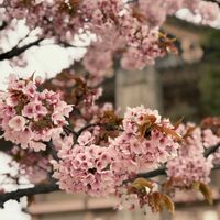 サクラ,サクラ,サクラ,サクラ,オタフクナンテンの画像