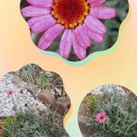 クリスマスローズ,クレマチス,クレマチス,ローダンセマム,桃太郎の画像