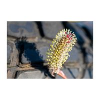 ネコヤナギ,Pussy willow,落葉低木,ヤナギ科,花穂の画像
