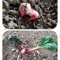 ルバーブ,芽吹き,ピンクワールド,SDGs,ピンクの日の画像