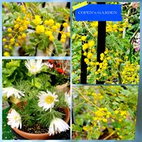 ミモザ,西洋おきな草　タブル,みんな元気で！,黄色いお花大好き協会,幸せの黄色いお花の画像