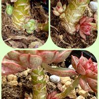 紅葉,水菜,イチジク,ダークベルクデージー,イチジク セレストの画像