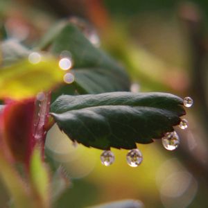 ミニバラ,新芽,溢泌,溢液現象（いつえき現象）,ベランダの画像