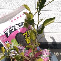 ミカン,柑橘　はるか,種から,モニター,PRの画像