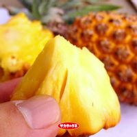 パイナップル,スナックパイン,スナックパイン,お庭,南国フルーツの画像