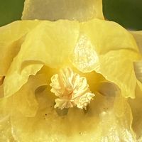 ロウバイ,ロウバイ,ソシンロウバイ(素心蝋梅),ソシンロウバイ(素心蝋梅),公園の画像