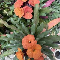 エリシマム,トサミズキ,トサミズキ,原種チューリップ,原種系ミニチューリップの画像