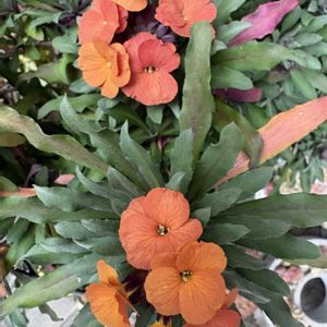 エリシマム,トサミズキ,トサミズキ,原種チューリップ,原種系ミニチューリップの画像