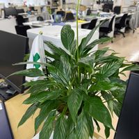 スパティフィラム,今日のお花,デスクの画像