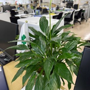 スパティフィラム,今日のお花,デスクの画像