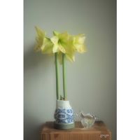 小人の祭り,マドカズラ,マジック アマリリス,ゆゆのお家を彩るお花たち,オリンパスのある暮らしの画像