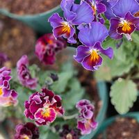 ヒヤシンス,蝋梅,横浜セレクション フレアーブルー,ビオラ ポンゼヴェールCoCo,藤の画像