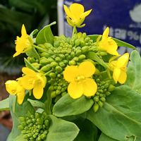 ハクサイの画像