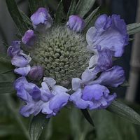 スカビオサ・コーカシカ ファーマの画像