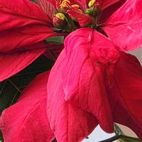 ポインセチア,ポインセチアの画像