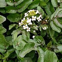 クレソンの画像