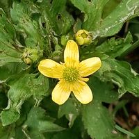 キツネノボタンの画像