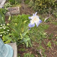 ジャーマンアイリスの画像