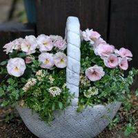 アリッサム,ベロニカ,寄せ植え,花のある暮らし,ビオラ・パンジーの画像