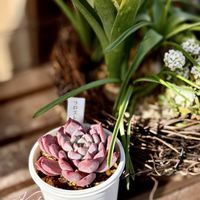 多肉,多肉植物,癒し,多肉植物　地植え,植物のある暮らしの画像