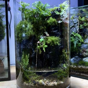 シダ植物,癒し,苔テラリウム,ガラス容器,姫タニシの画像