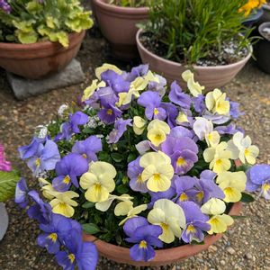 ビオラ,シレネピンク・パンサー,リビング窓辺,自宅の庭,八重咲きベゴニア。の画像