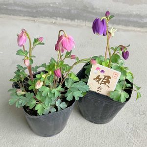 オダマキ,姫オダマキ,姫オダマキ,花のある暮らし,ヒメオダマキの画像