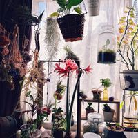 アマリリス,スパティフィラム,マジック アマリリス,観葉植物,ドライフラワーの画像