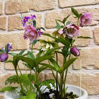 キルタンサス,スモモ,ヒアシンス,スキミア,さくら草の画像