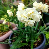 シャクヤク,スイセン,モモ,モモ,ラナンキュラス　ラックスの画像