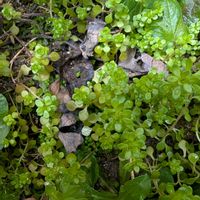 マルバマンネングサの画像