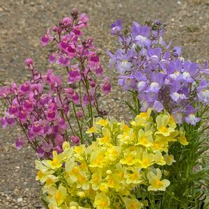 リビング窓辺,リナリア♡,自宅の庭,GSを楽しむ♪,GS花友さんに感謝の画像