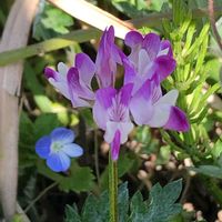 オドリコソウ,ツクシ,レンゲソウ,シロバナタンポポ,タンポポのわたげの画像