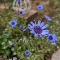 フェリシア,フェリシア・スプリングメルヘン,お花のある暮らし,お花に癒されて,小さな庭の画像