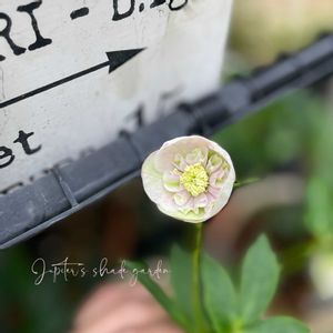 クリスマスローズ,ナチュラルガーデン,ジャンクガーデン,シェードガーデン,ナチュラルスタイルの画像