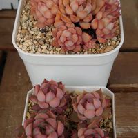 サクラ,ピンクステラ,多肉植物,葉挿し,多肉初心者の画像