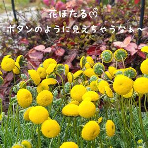 花ほたる,今庭,ガーデニング,ナチュラルガーデン,手作りの画像