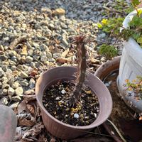 ハナキリンの画像