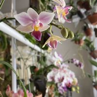 デンドロビウム,胡蝶蘭,洋蘭,洋ラン,エアープランツ/チランジアの画像