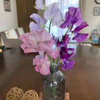 スイートピー,花のある暮らし,癒される♡,日日是好日,リビング・ダイニングの画像