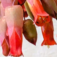 胡蝶の舞の画像