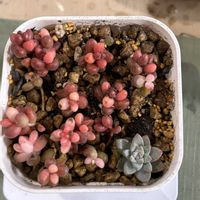 火祭り,レティジア,ラウリンゼ,桃太郎,サンゴジュ錦の画像