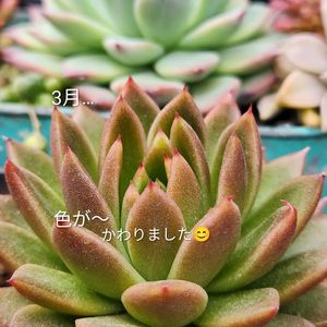 エケベリア,アガボイデス,多肉植物,備忘録,軒下の画像