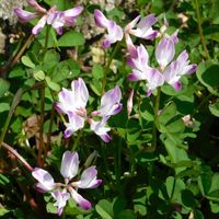 レンゲソウ,レンゲ,蓮華草,山野草,ピンク色の花の画像